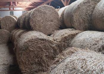 Sprzedam słomę  przenną z sezonu 2025