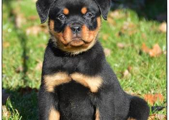 Rottweiler samiec