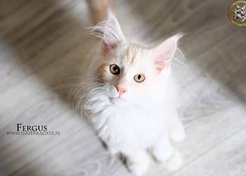 Kremowy srebrzysty kocurek maine coon
