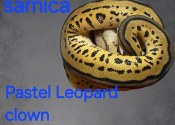 Pyton królewski  samica  .