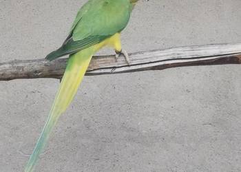 Aleksandretta obrożna samica