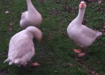 Gęsi tegoroczne  z wolnego wybiegu polecam!