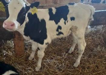 Sprzedam bydło młodzież, jałówki