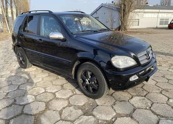 Czarny Menel – idealny w teren