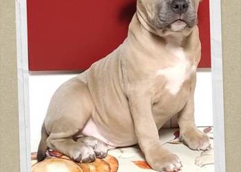 American staffordshire terrier