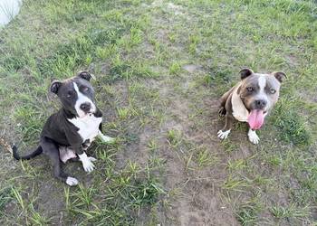 Trzy suczki Amstaff Blue
