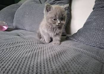 Kotki brytyjskie Koty brytyjskie