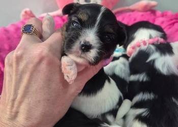 Szczeniak piesek yorkshire terrier biewer