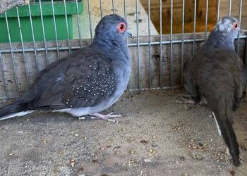 Gołąbki diamentowe