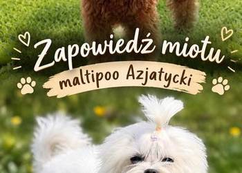 Maltipoo szczeniaki