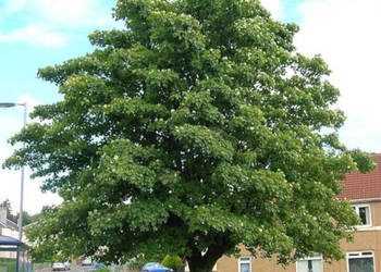 KLON JAWOR Acer pseudoplatanus - NASIONA 500 sztuk - 100g.