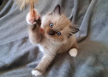 Ragdoll mink / Cherubim