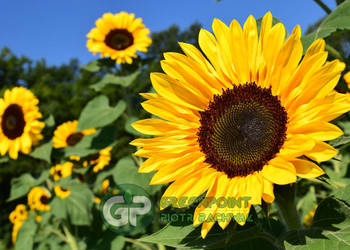 FAKTURA Słonecznik ozdobny - PASZPORT FIRMA