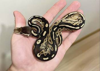 Pyton królewski Cinnamon het Clown Pyton królewski Cinnamon het Clown