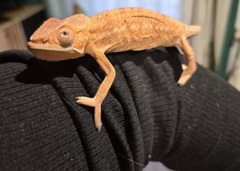 Kameleon lamparci samica