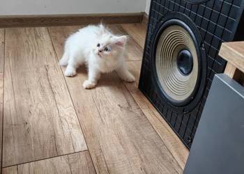 Perska kotka o dwóch innych oczach