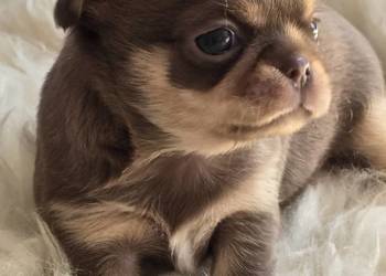 Chihuahua Czekoladowa Mini***XXS***