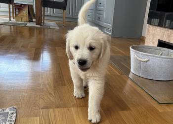 Szczenięta Golden Retriever ZKwP FCI