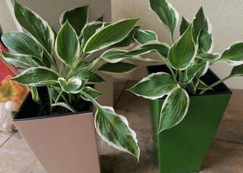 Hosta Funkia młode sadzonki