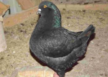 sprzedam gołębie