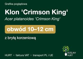 Klon 'Crimson King' (Acer platanoides) obwód 10-12 cm, z bryłą – HURT