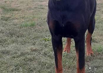 Doberman Szczeniaki Rezerwacia