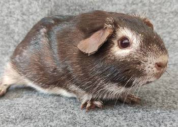 Świnka morska cavia self gładkowłosa US Teddy z hodowli