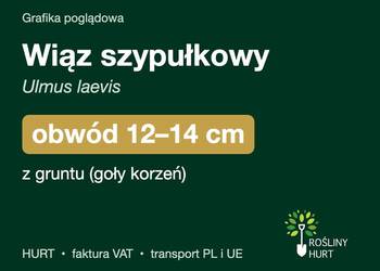 Wiąz szypułkowy (Ulmus laevis) obwód 12-14 cm, z gruntu – HURT