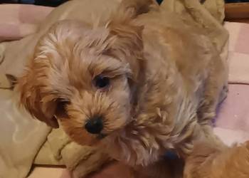 Sprzedam pieski rasy maltipoo z czipem, zaszczepione