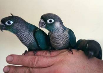 Papugi ręcznie karmione Kraków