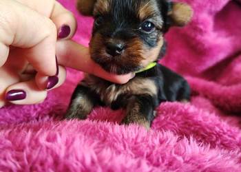 Yorkshire terrier do rezerwacji