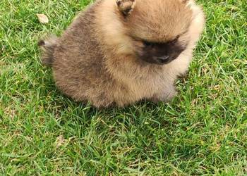 Szpic miniaturowy pomeranian
