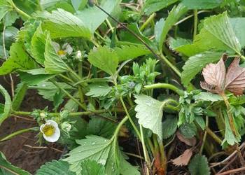 Sadzonki truskawek honeoye