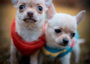 Szczenięta Chihuahua, FCI, okolice W-wy