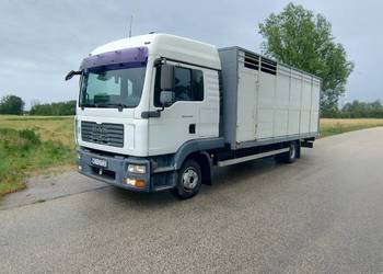 Man Tgl 12.240 do przewozu zwierząt/bydła/żywca