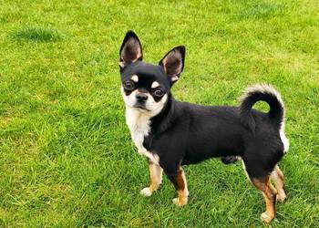 Reproduktor chihuahua krótkowłosy ZKwP FCI