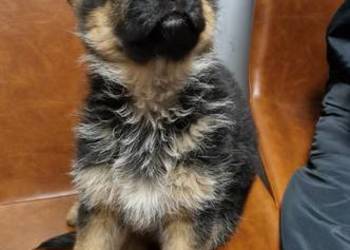 Owczarek niemiecki krótkowłosy