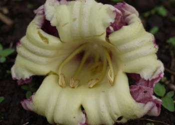 OROXYLUM INDICUM  Oroxylum indicum  - NASIONA 100g