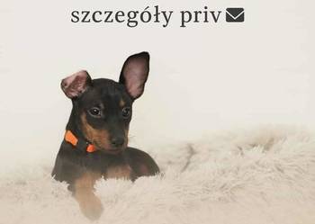 Pinczer miniaturowy ZKwP FCI – wesoła przebadana suczka