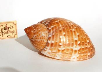 Muszla morska jasnobrązowa Tonna perdix 11 cm, marynistyka