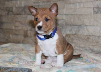 Szczenięta Basenji FCI