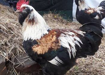 Koguty: fawerola łososiowa, czubatka wielbłądzia