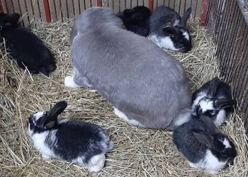 Samica baran francuski z młodymi