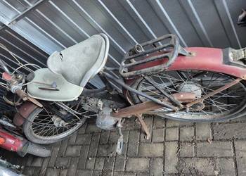 Komar sztywniak zarejestrowany