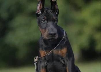 Wspaniałe szczenięta rasy doberman