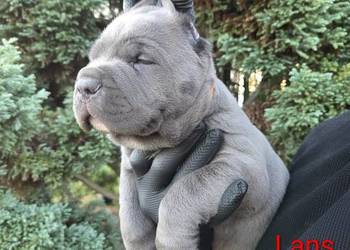Cane corso American Bandog