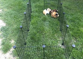 Kojec dla zwierząt 143x73 cm – zagroda metalowa dla psa królika