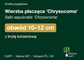 Wierzba płacząca 'Chrysocoma' obwód 10-12 cm, z bryłą – HURT