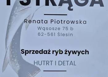 Pstrag tęczowy