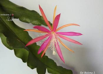 Epiphyllum nowość